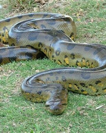 Green Anaconda Tier Zoo Wiki Fandom