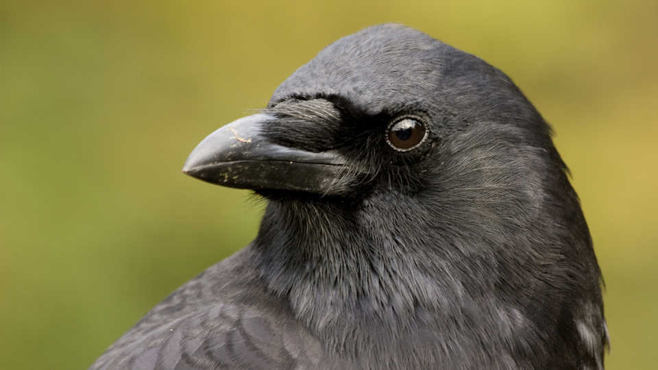 Corvidae - Wikipedia