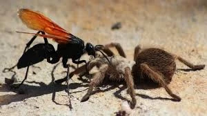 Tarantula Hawk | Tier Zoo Wiki | Fandom