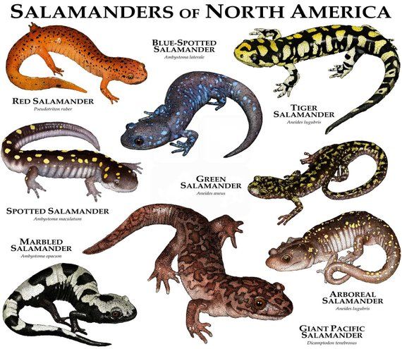 Salamander | Tier Zoo Wiki | Fandom