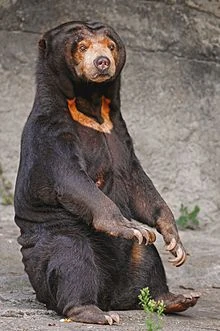 Sun Bear | Tier Zoo Wiki | Fandom
