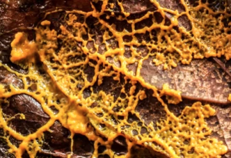 Slime Mold Tier Zoo Wiki Fandom