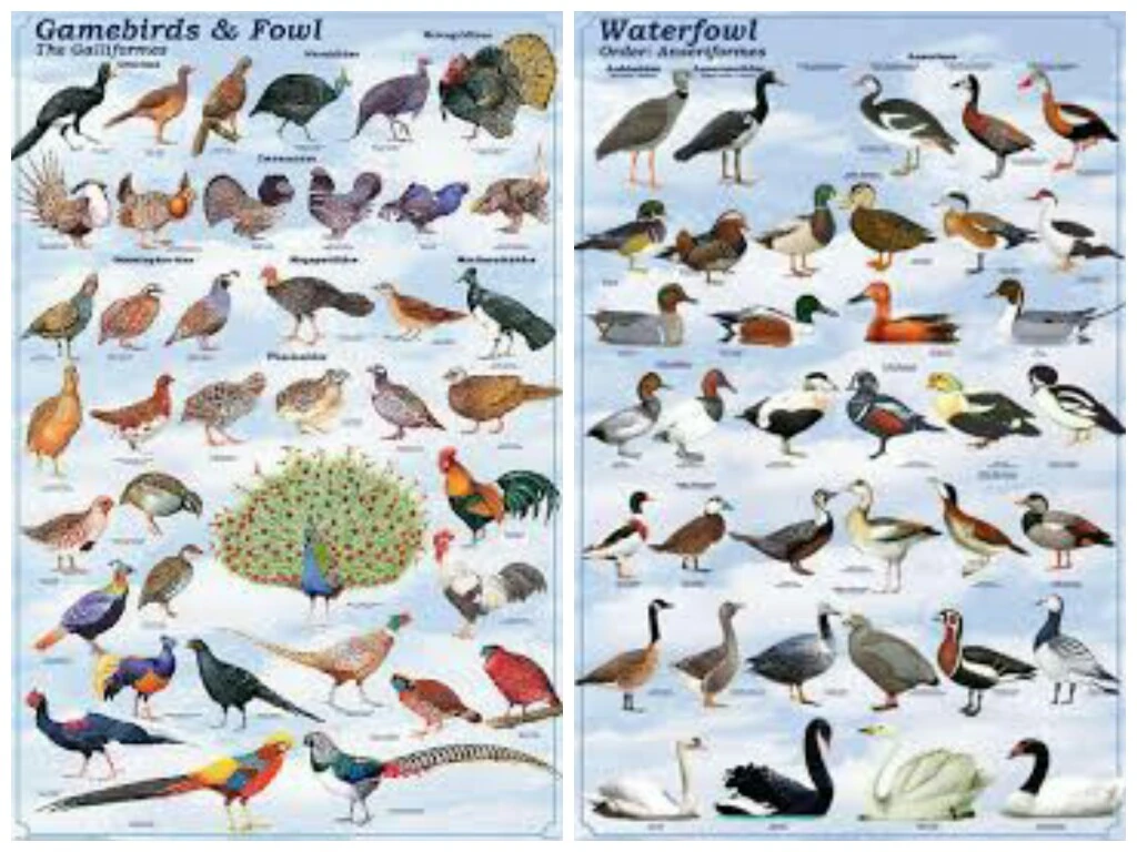 Fowl | Tier Zoo Wiki | Fandom