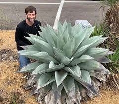 Agave | Tier Zoo Wiki | Fandom