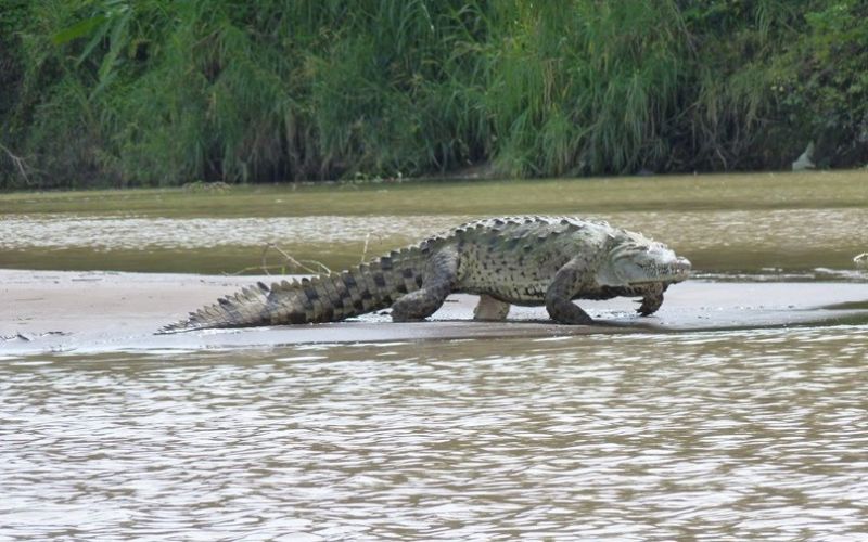 giant crocodile gustave