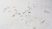 Schneeleopardenspuren.jpg