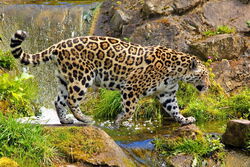 Jaguar