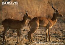 Puku (Kobus vardonii).jpg