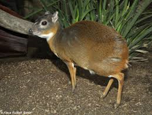 Kleinstböckchen (Neotragus pygmaeus).png