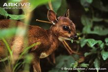 Batesböckchen (Neotragus batesi)