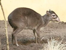 Maxwell-Ducker (Cephalophus maxwellii).jpg