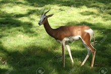 Damagazelle (Gazella dama).jpg