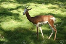 Damagazelle (Gazella dama)