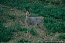 Rehantilope (Pelea capreolus).png
