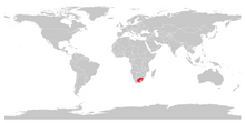 Weißschwanzgnu (Connochaetes gnou)-0.png