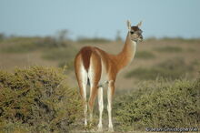 Guanako (Lama guanicoe).jpg