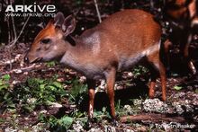 Sansibar-Ducker (Cephalophus adersi).jpg