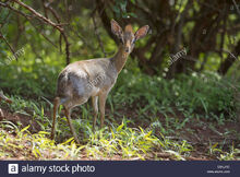 Kirk-Dikdik (Madoqua kirki).jpg