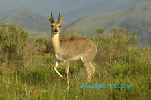Bergriedbock (Redunca fulvorufula).png