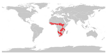 Kuhantilope (Alcelaphus buselaphus)-0.png