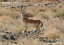 Kropfgazelle (Gazella subgutturosa).jpg