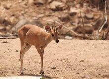 Vierhornantilope (Tetracerus quadricornis).jpg