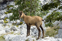 Pyrenäen-Gämse (Rupicapra pyrenaica).jpg