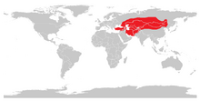 Trampeltier (Camelus ferus).png