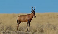 Kuhantilope (Alcelaphus buselaphus).png
