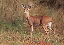 Steinböckchen (Raphicerus campestris).jpg