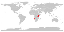 Kirk-Dikdik (Madoqua kirki).png