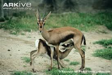 Cuviergazelle (Gazella cuvieri).png