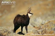Gämse (Rupicapra rupicapra).png