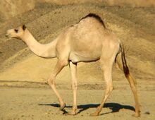 Dromedar (Camelus dromedarius).jpg