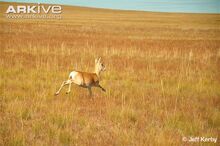 Mongolische Gazelle (Procapra gutturosa).jpg
