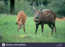 Sitatunga (Tragelaphus spekeii).jpg