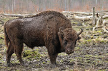 Wisent (Bison bonasus).jpg