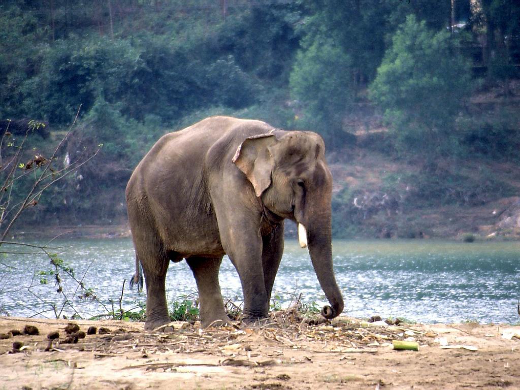 Индийский слон фото