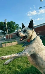 Samon Pink TikTok Wiki Fandom