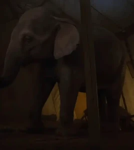 Mrs. Jumbo 2019