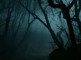 Western Woods