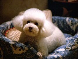 Darla