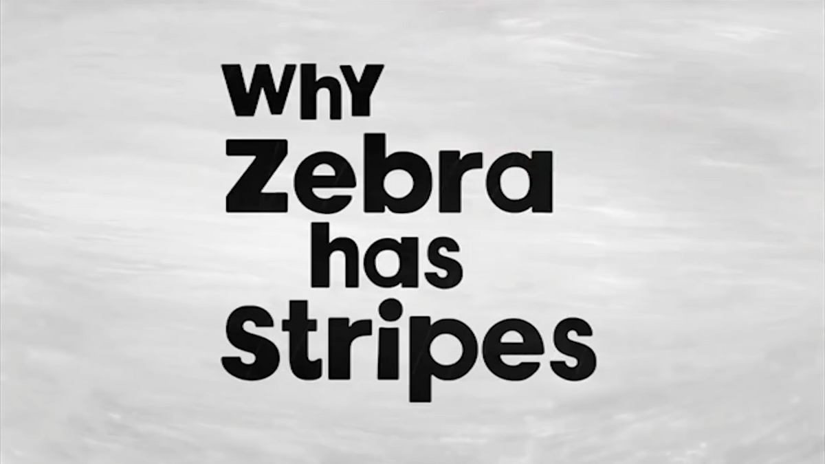 Why Zebra has Stripes | Tinga tinga tales Wiki | Fandom