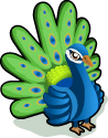 File:Ghi, pettingzoo (escaped peacock meets school pecock!)3.jpg -  Wikimedia Commons