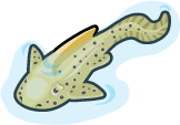 Zebra Shark