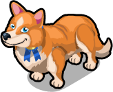 Welsh Corgi