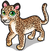 Persian Leopard