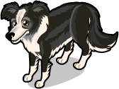 Border Collie | Tiny Zoo Wiki | Fandom