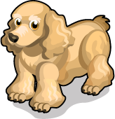 American Cocker Spaniel