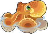 Common Octopus